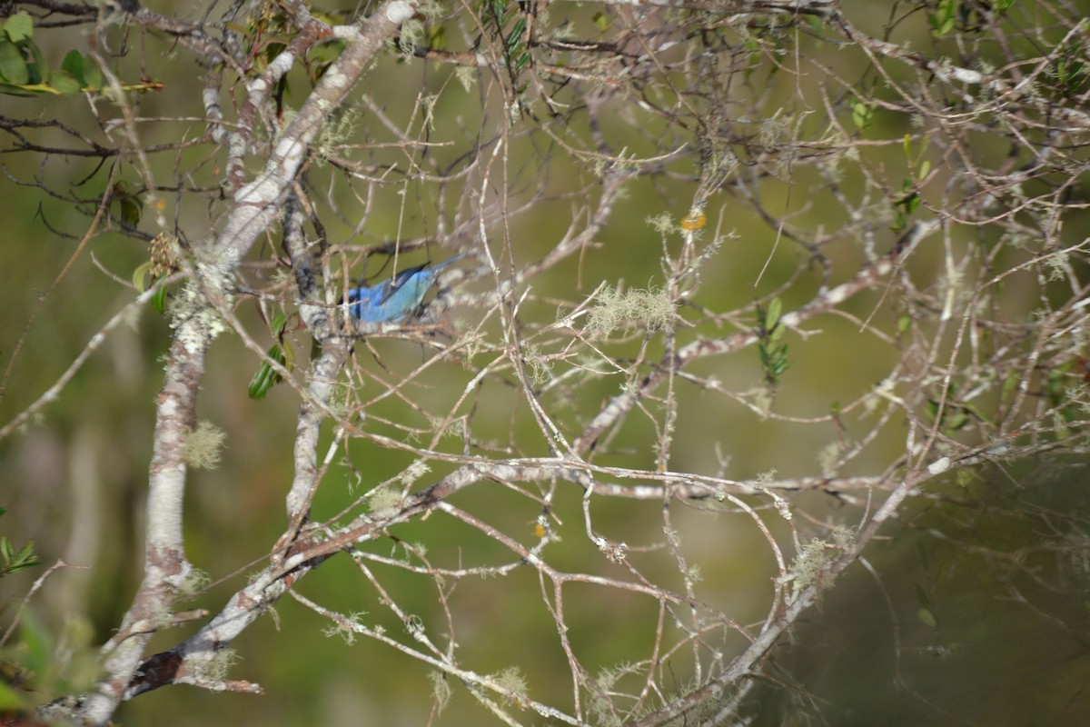 Blue-and-black Tanager - ML620287925