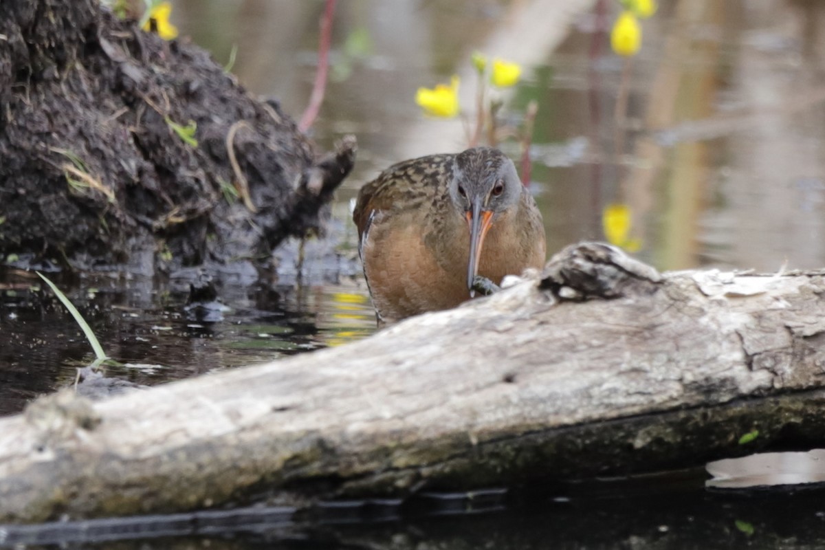 Virginia Rail - ML620287931