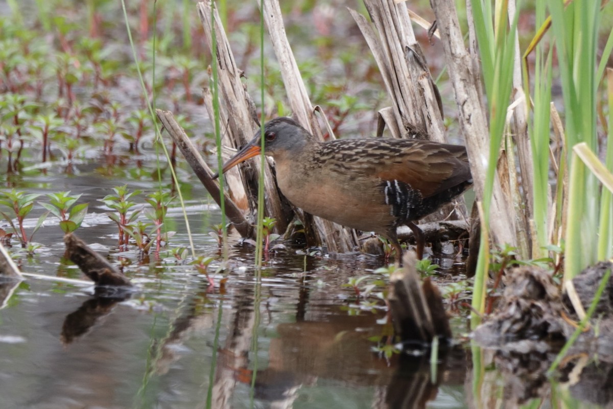 Virginia Rail - ML620287932