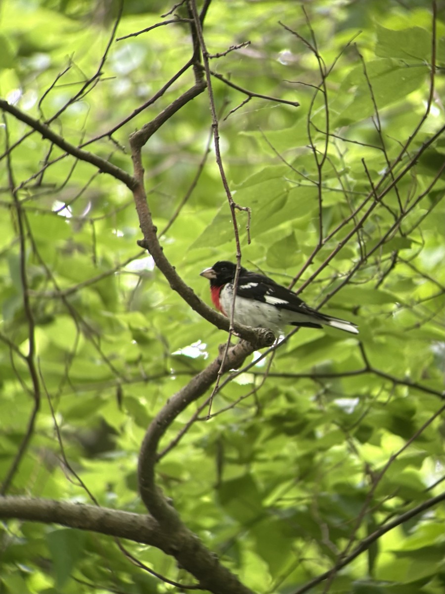 Rose-breasted Grosbeak - ML620287935