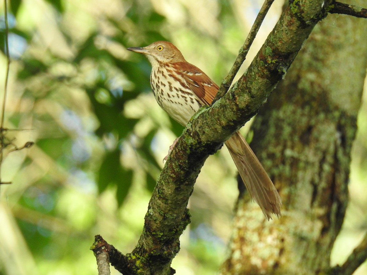 Brown Thrasher - ML620287937