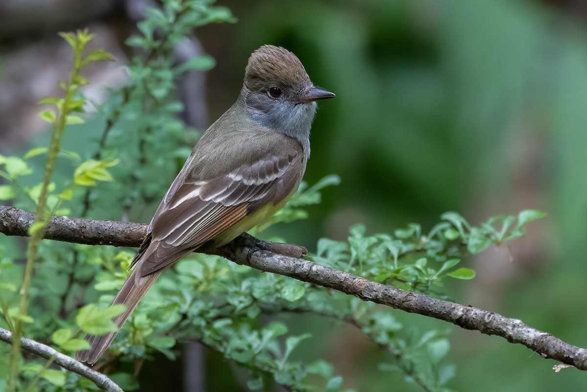 Great Crested Flycatcher - ML620287938