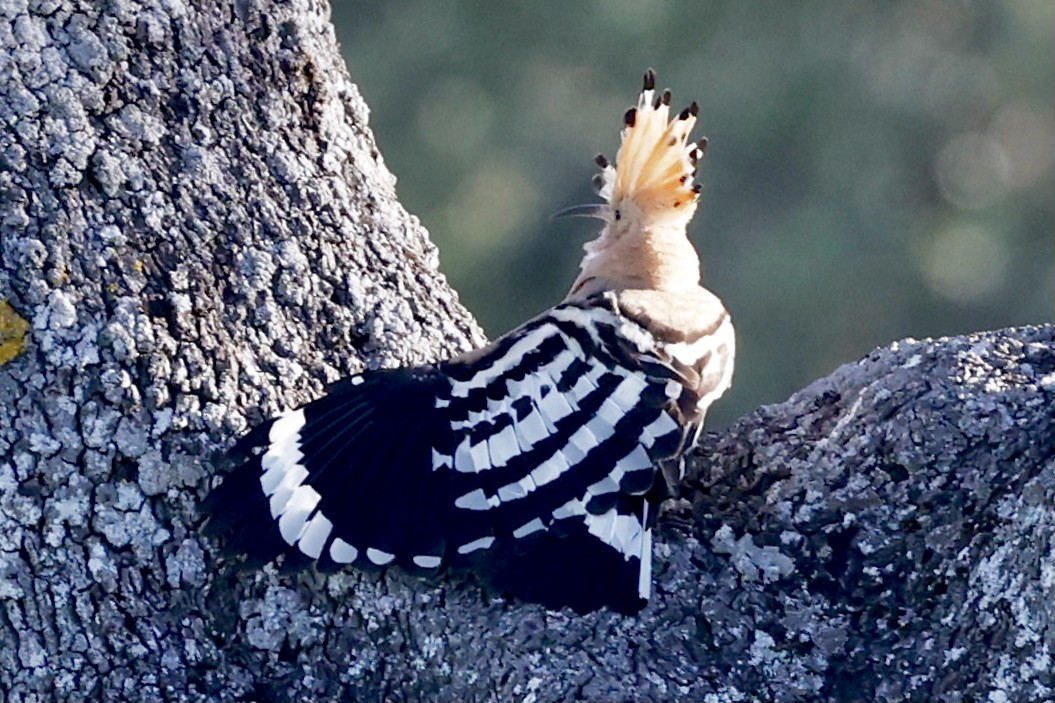 Eurasian Hoopoe - ML620287940