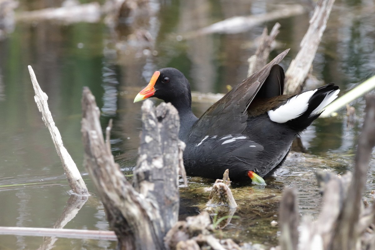 Common Gallinule - ML620287945