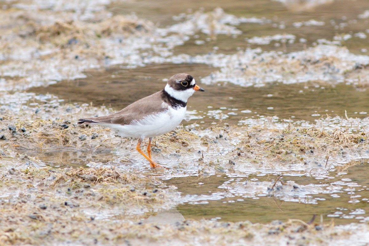 Semipalmated Plover - ML620287946