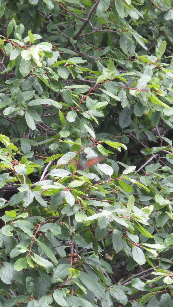 Berylline Hummingbird - ML620287947