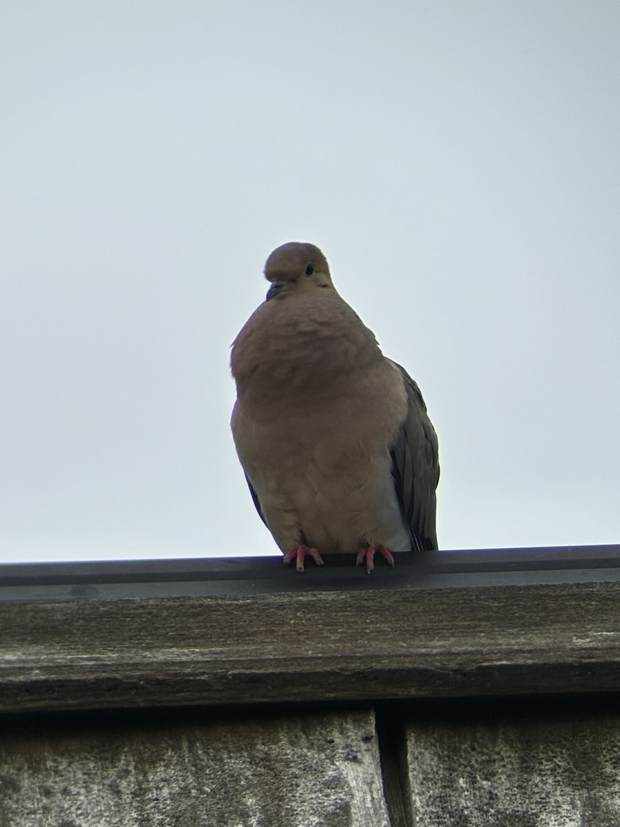 Mourning Dove - ML620287949