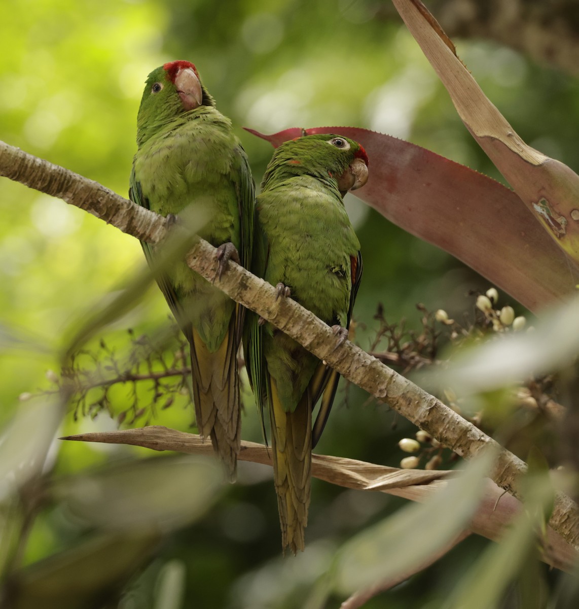 Crimson-fronted Parakeet - Pelin Karaca