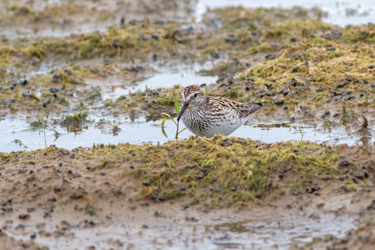 White-rumped Sandpiper - ML620287955