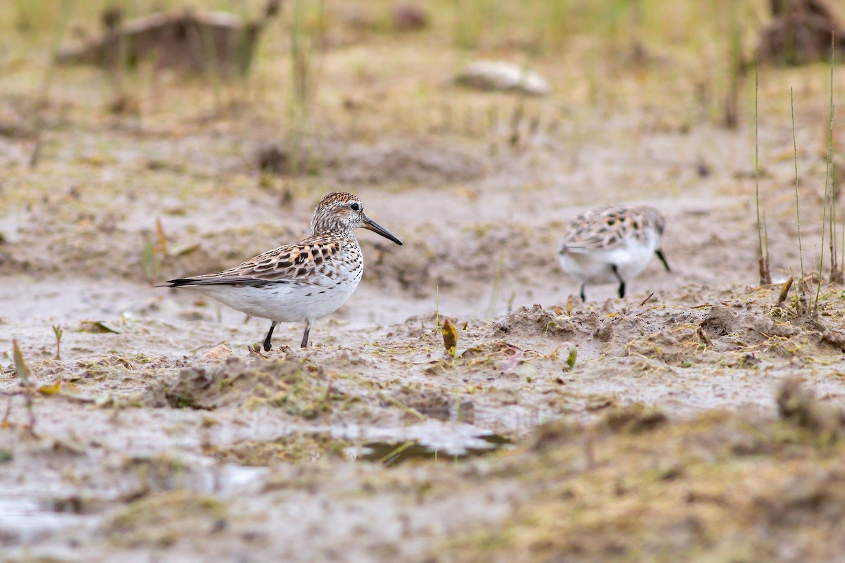 White-rumped Sandpiper - ML620287956