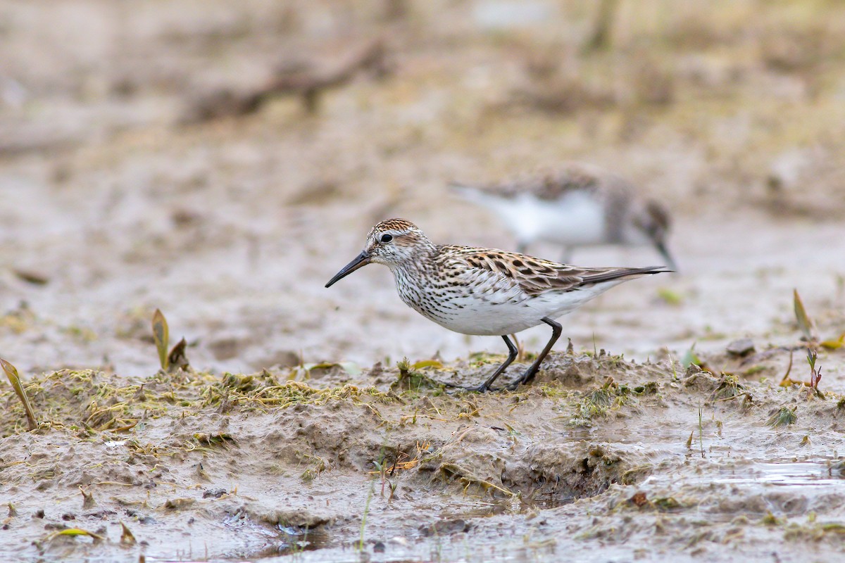 White-rumped Sandpiper - James Kroeker