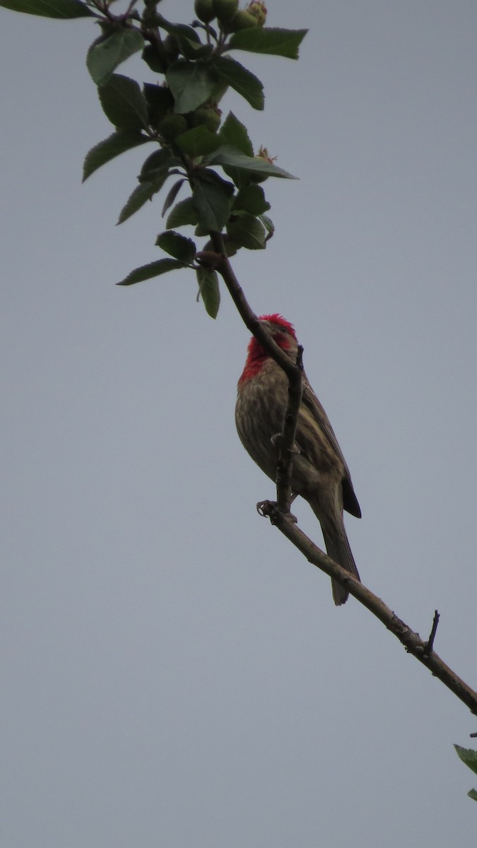 House Finch - ML620287962