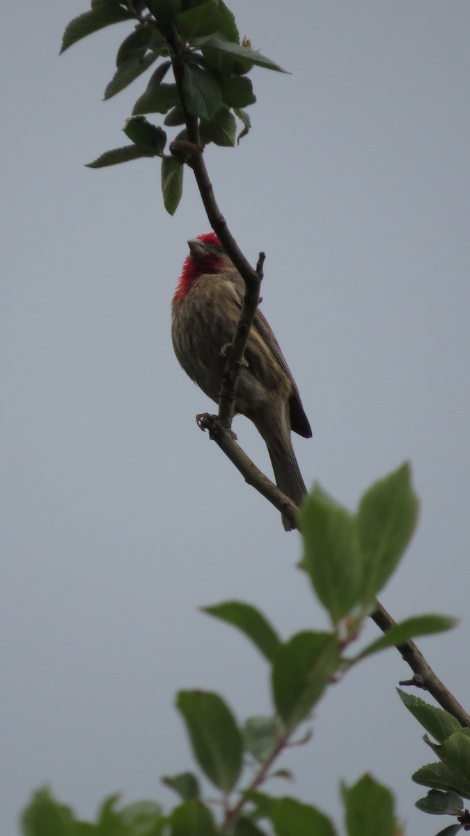 House Finch - ML620287963