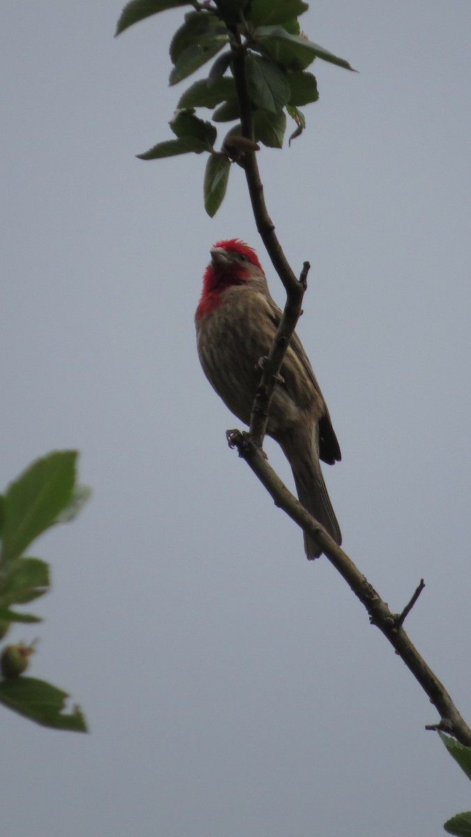 House Finch - ML620287964