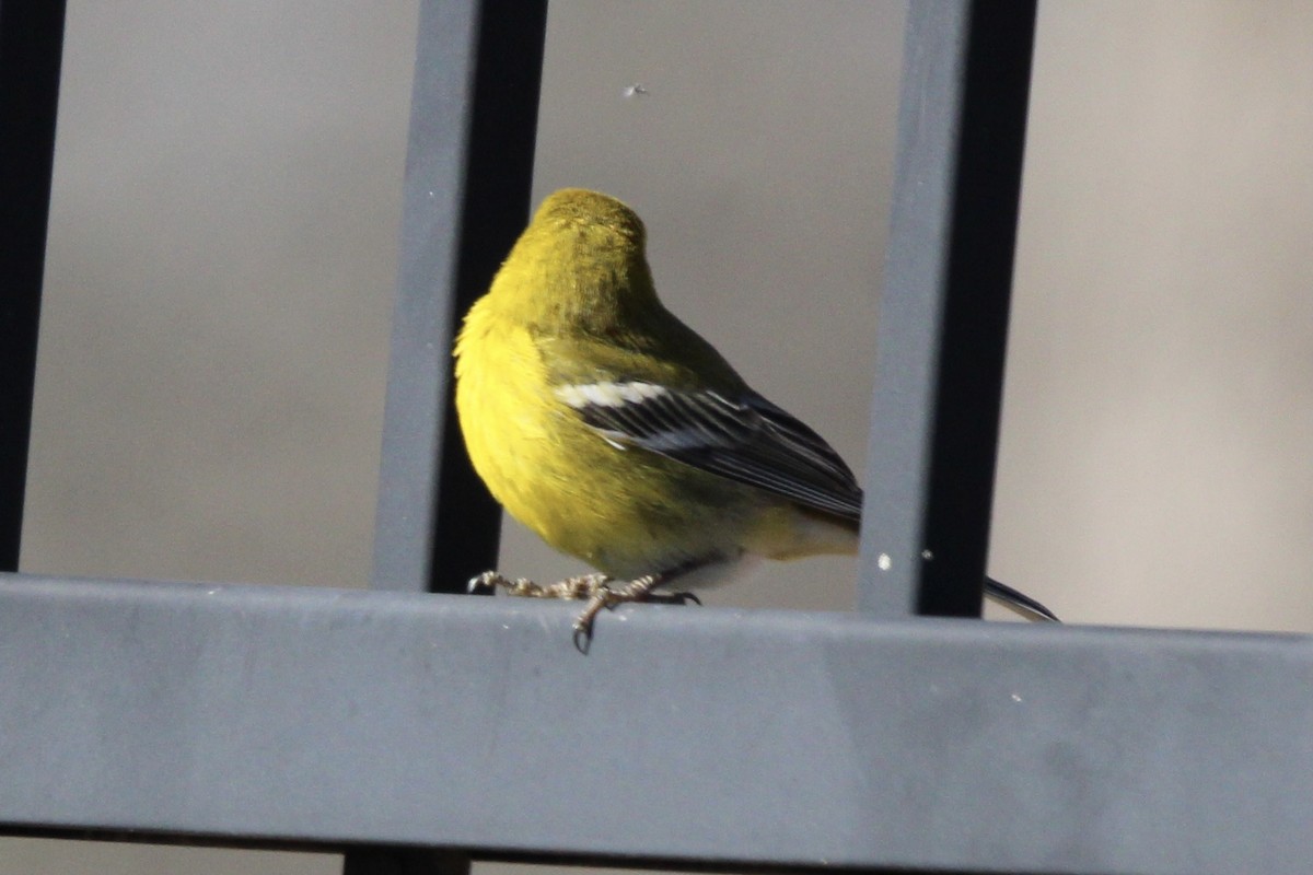 Pine Warbler - ML620287976