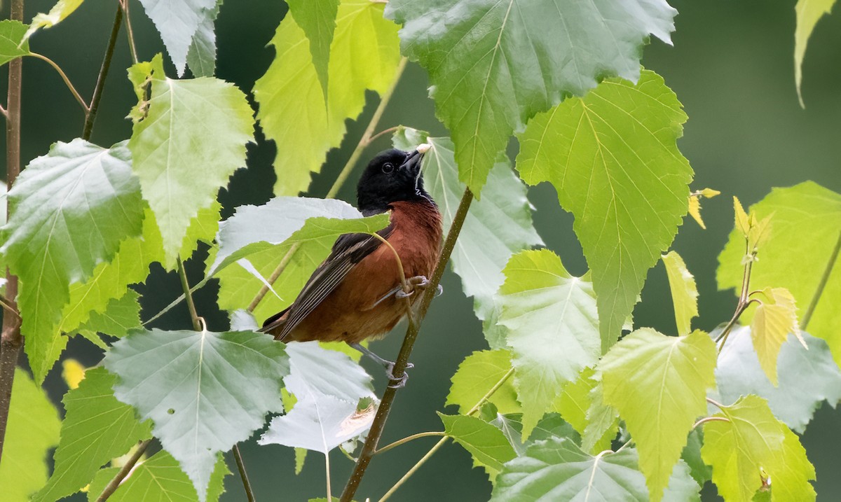 Orchard Oriole - ML620287977