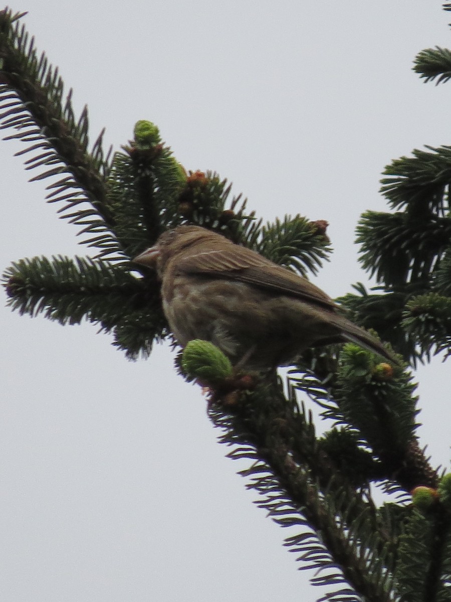 House Finch - ML620287980