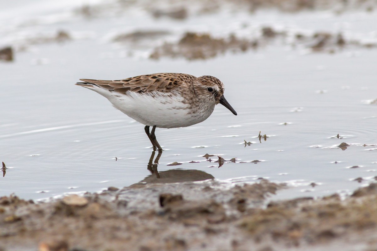 Semipalmated Sandpiper - ML620287984