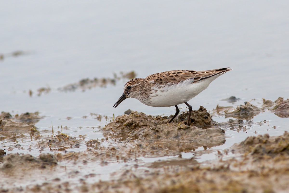 Semipalmated Sandpiper - ML620287985