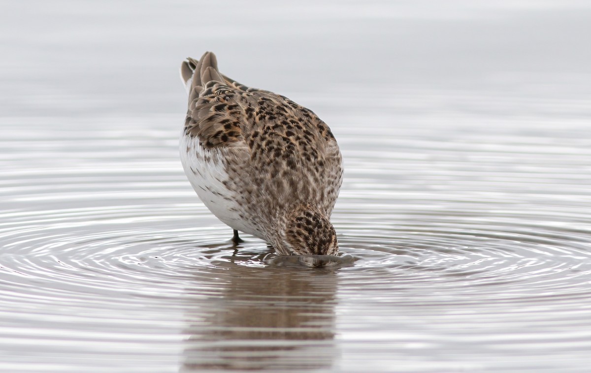 Semipalmated Sandpiper - ML620287986