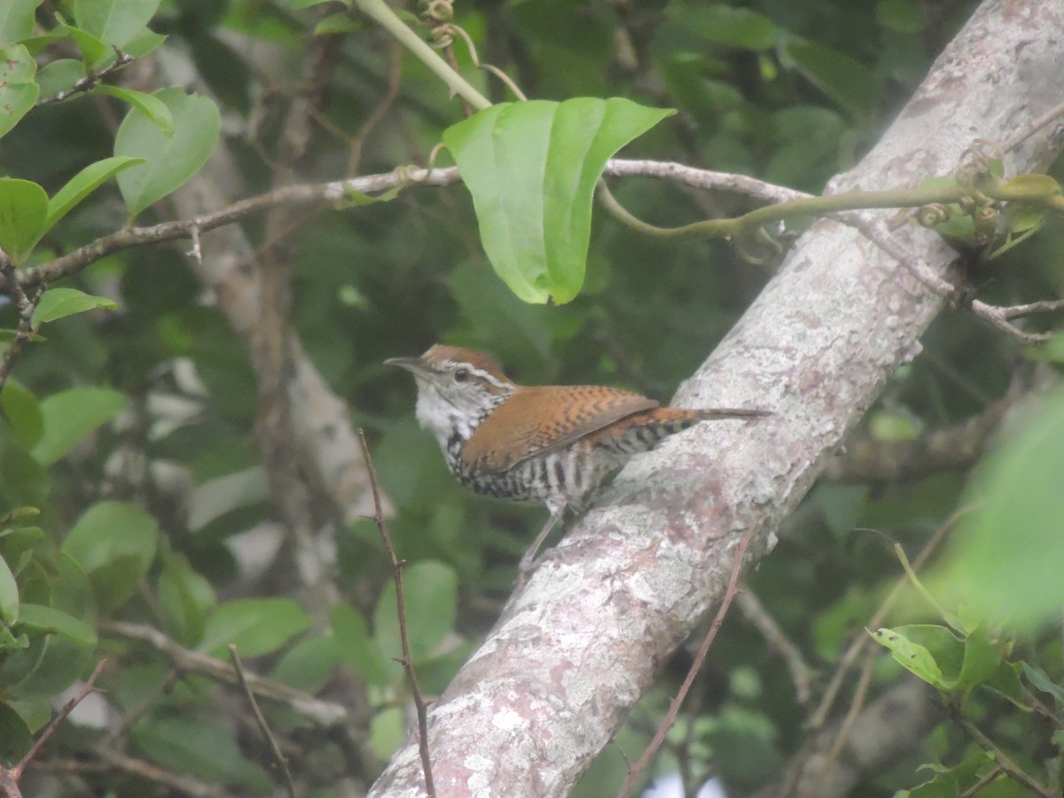 Banded Wren - ML620287990