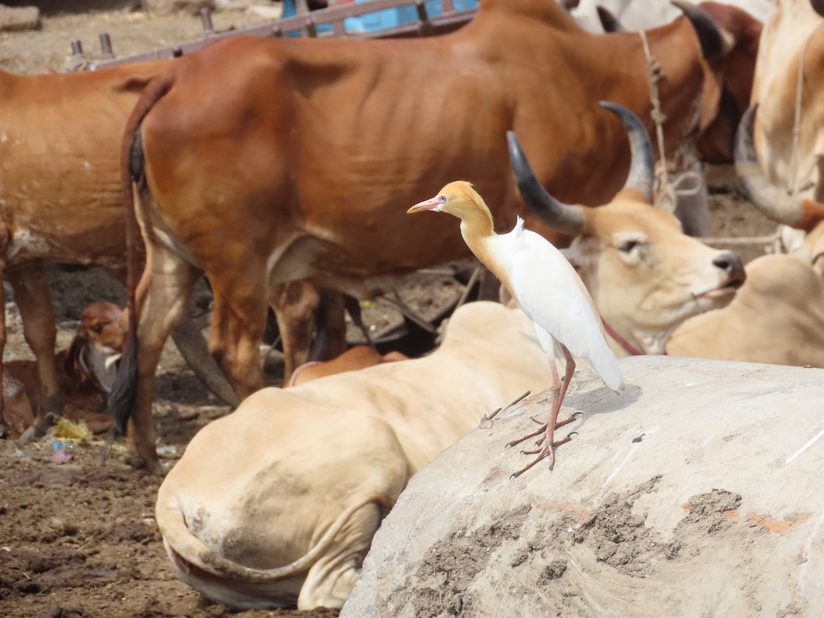 Eastern Cattle Egret - ML620287993