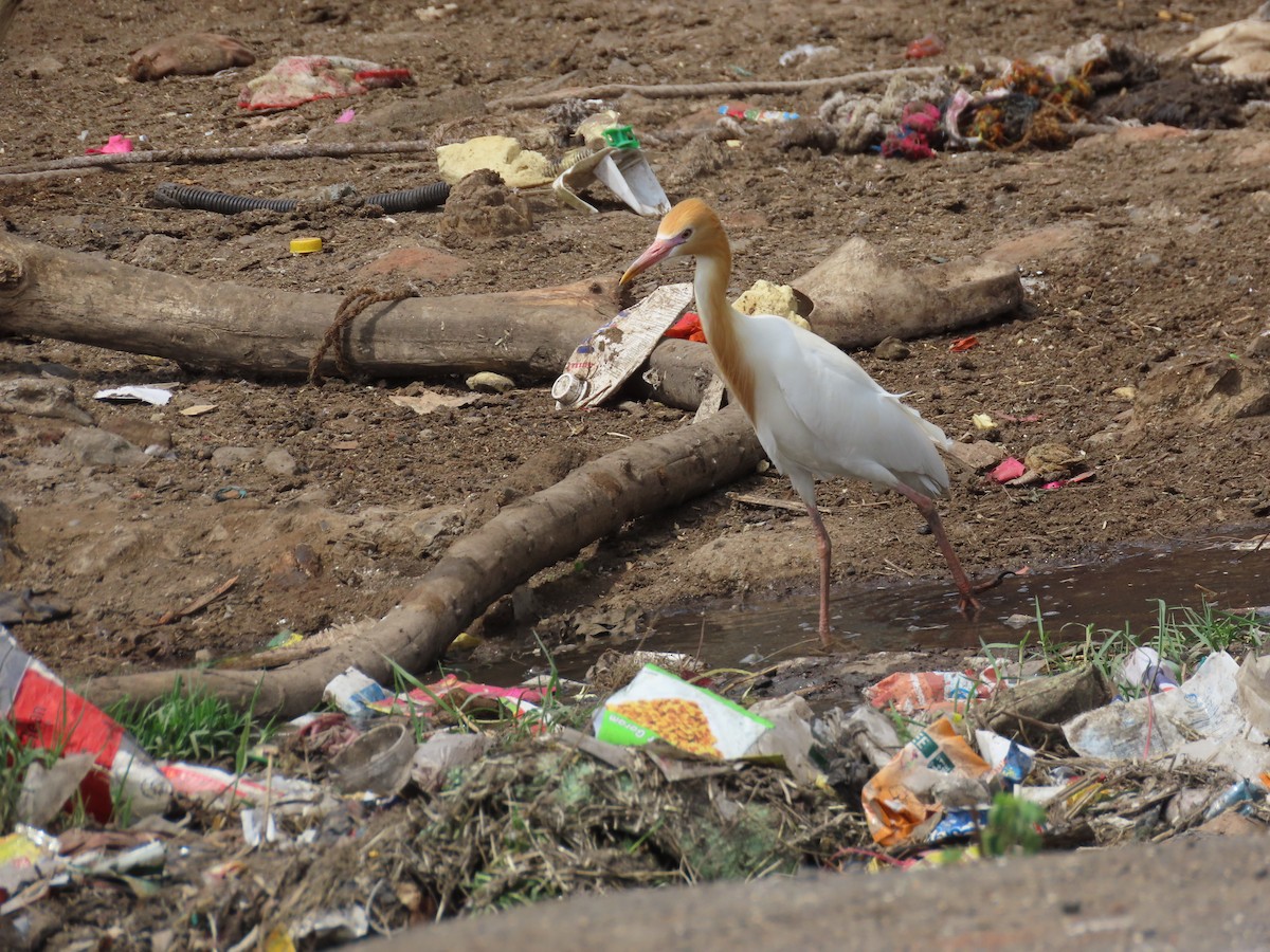 Eastern Cattle Egret - ML620287994