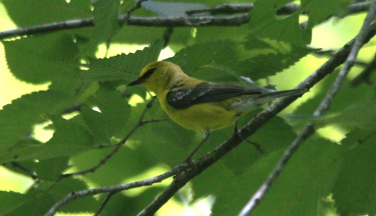 Blue-winged Warbler - ML620288007