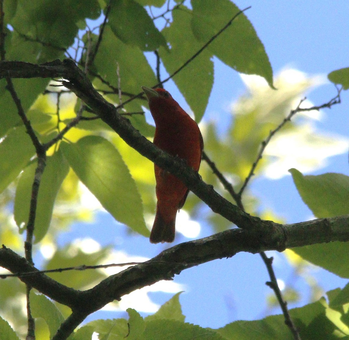 Summer Tanager - ML620288023