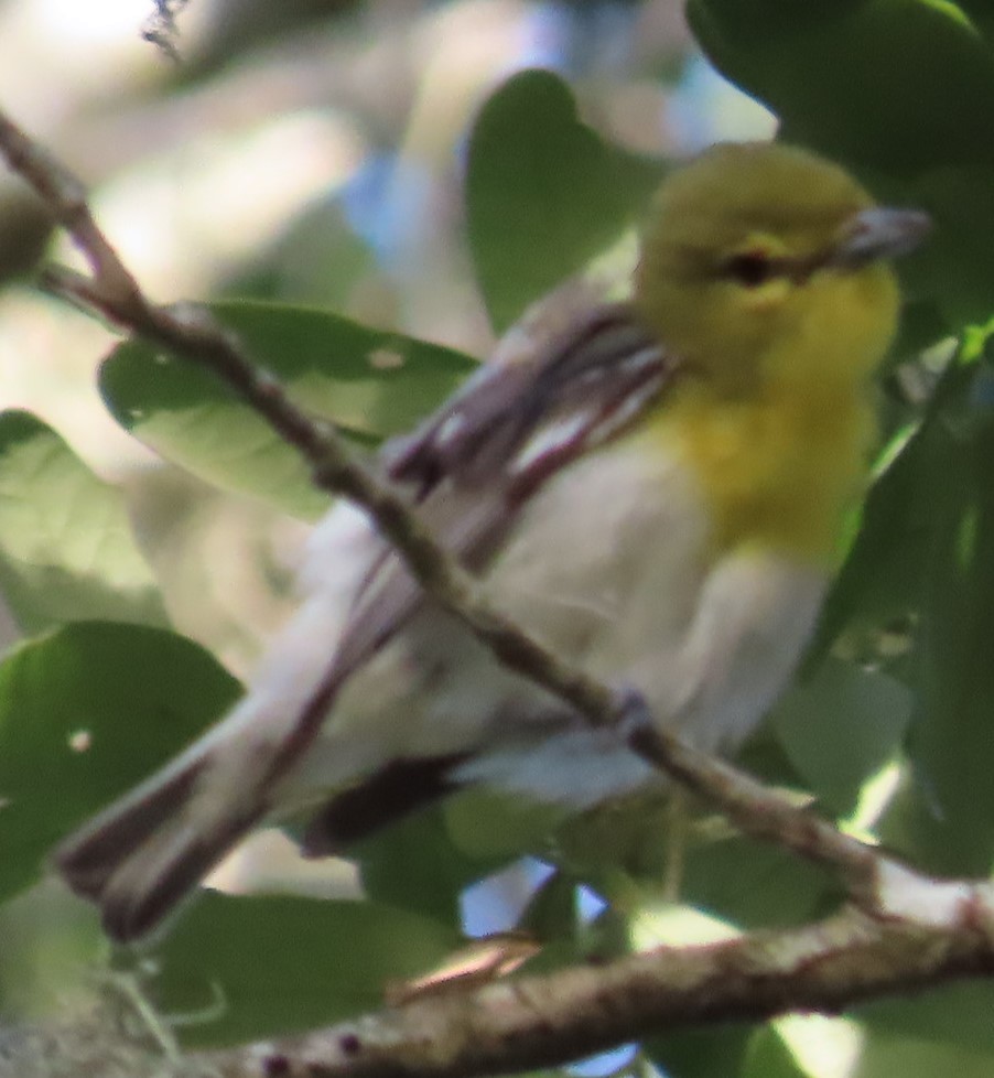 Viréo à gorge jaune - ML620288024