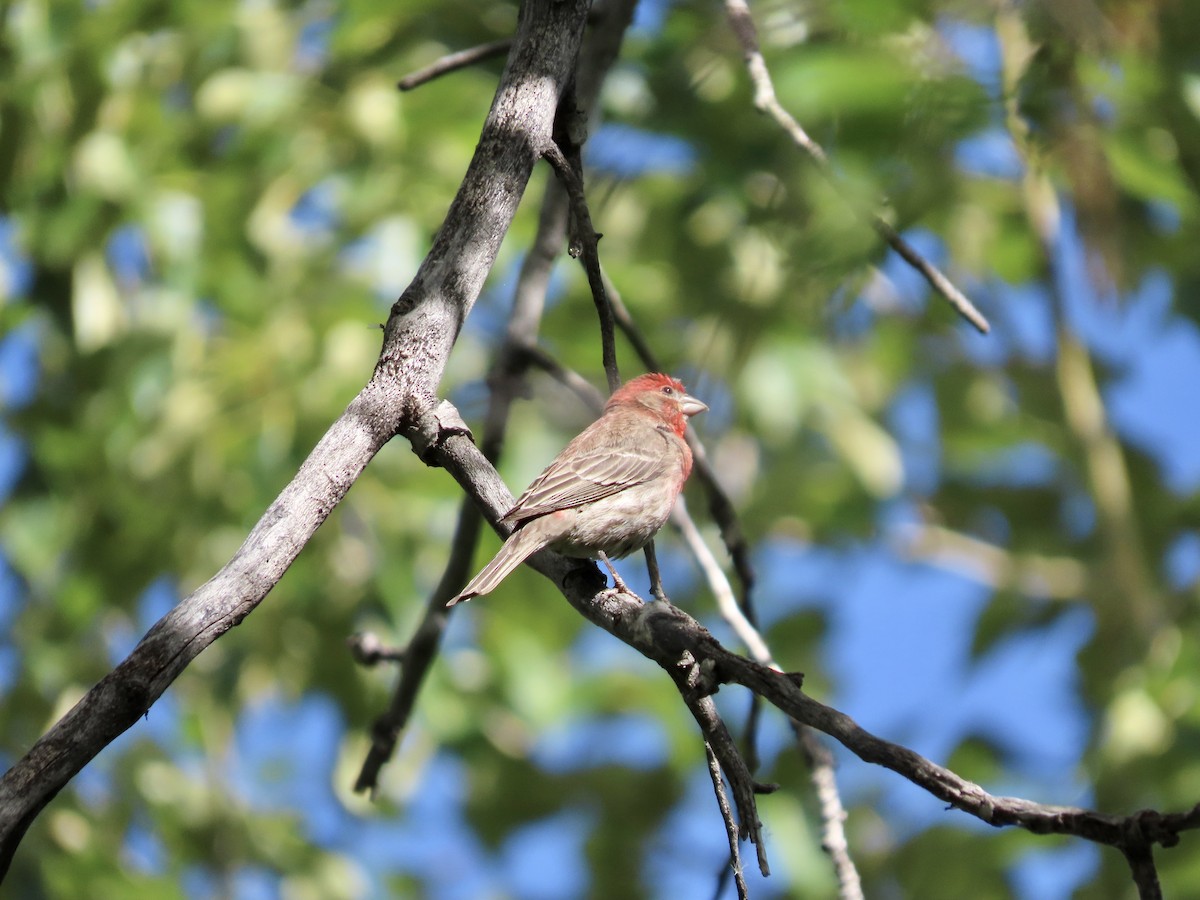 House Finch - ML620288025