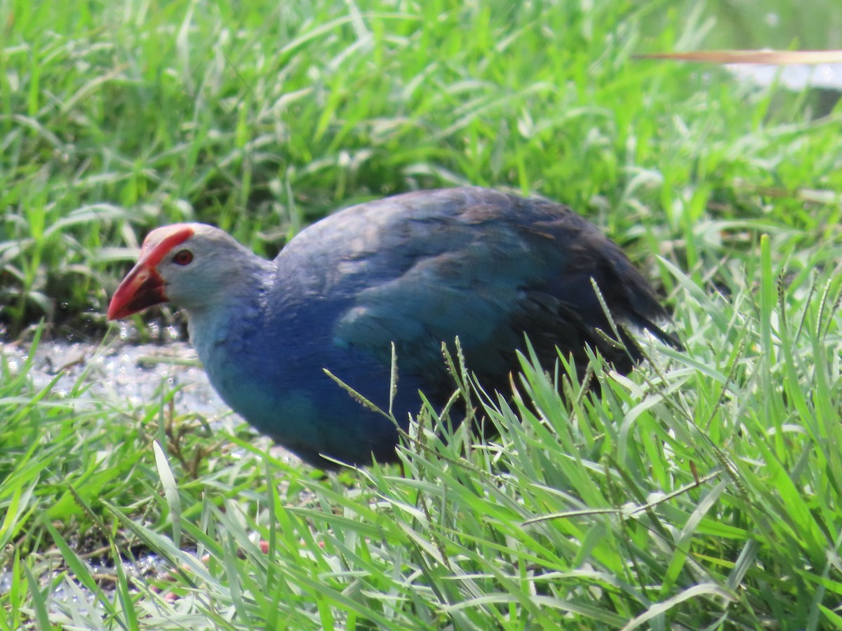 Gray-headed Swamphen - ML620288026