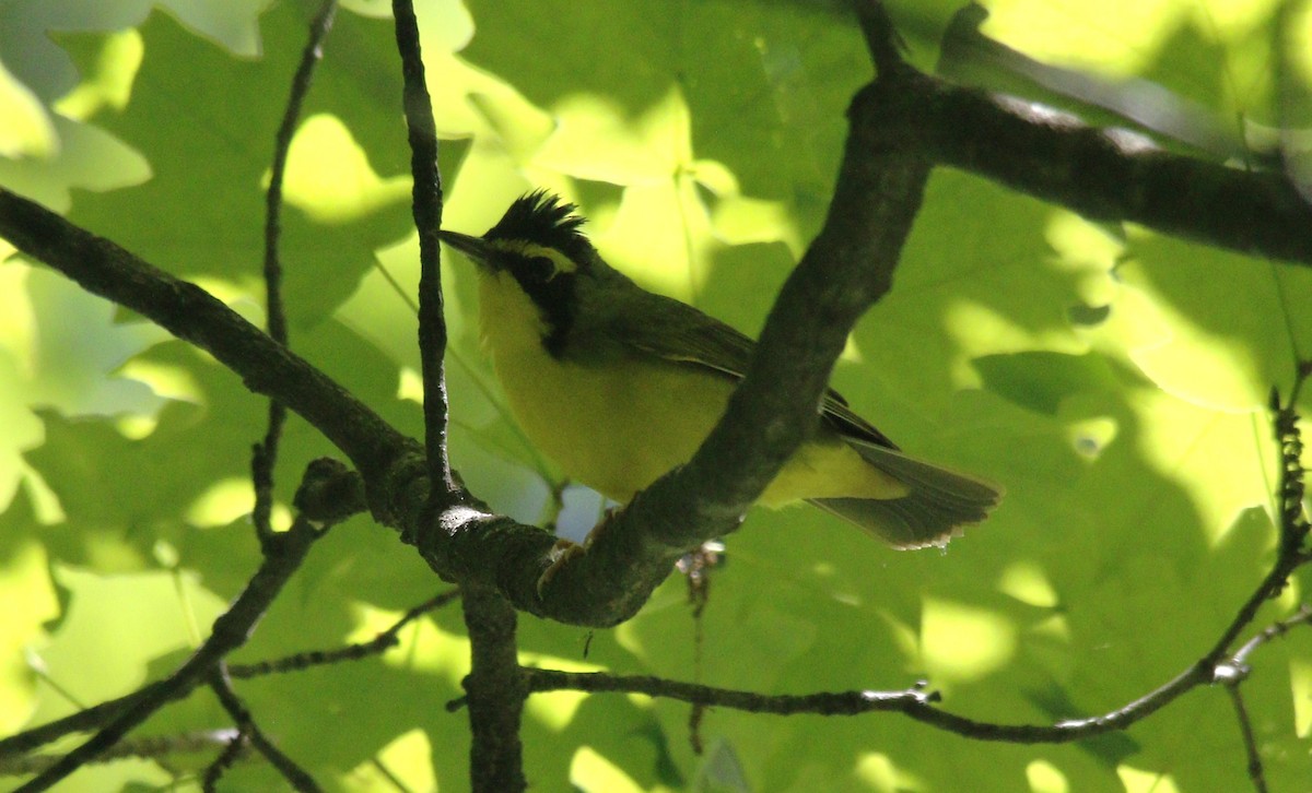 Kentucky Warbler - ML620288029