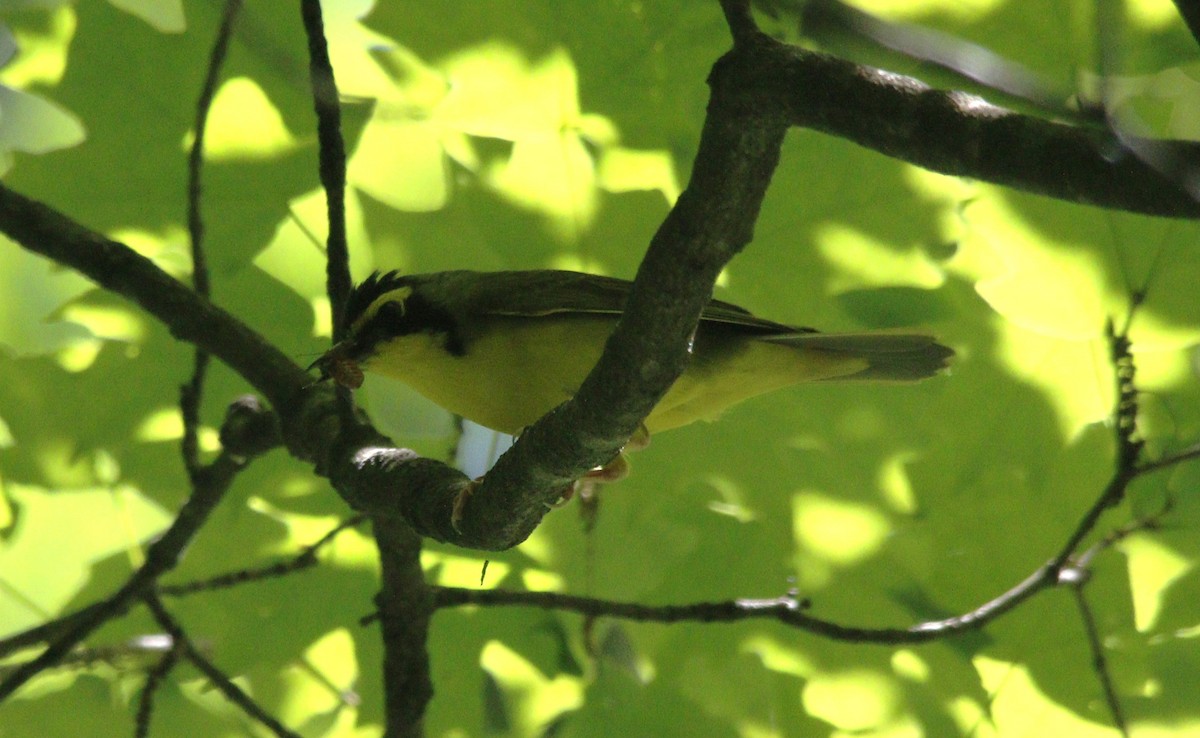 Kentucky Warbler - ML620288030