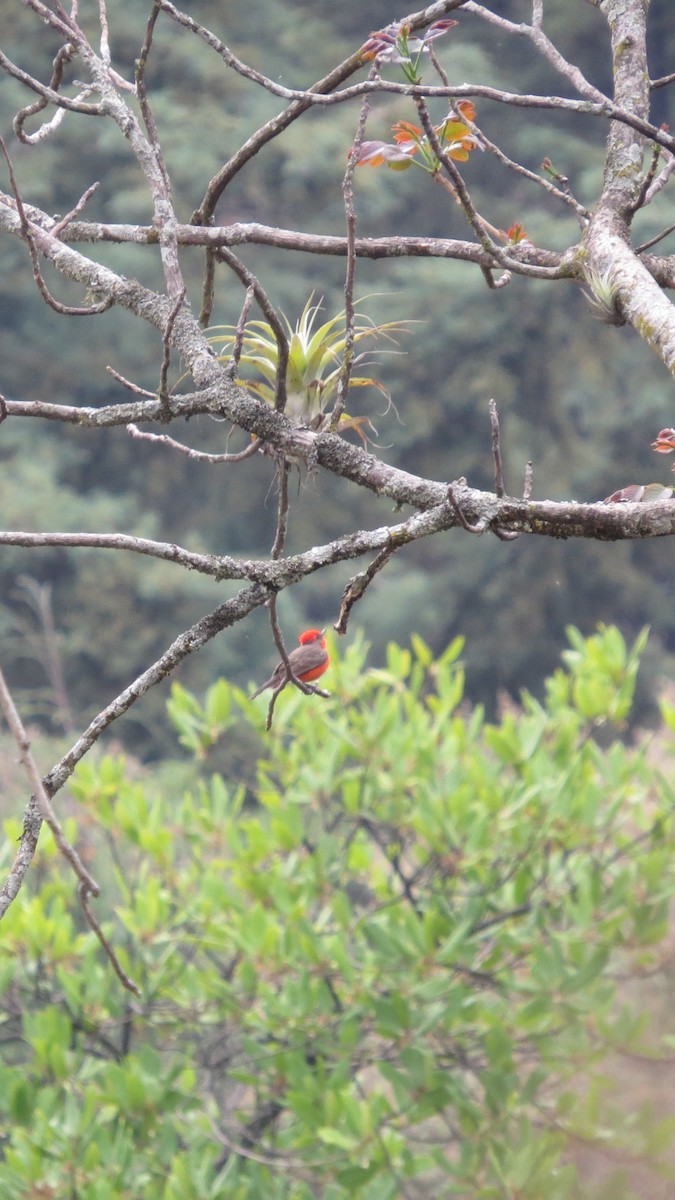 Vermilion Flycatcher - ML620288033