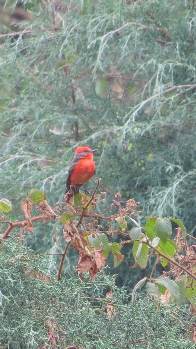 Vermilion Flycatcher - ML620288035