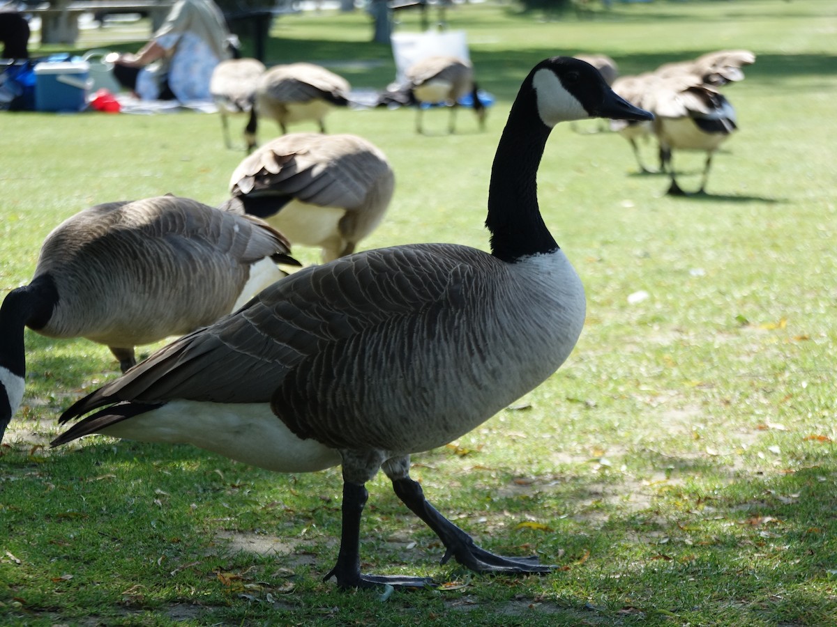 Canada Goose - ML620288037