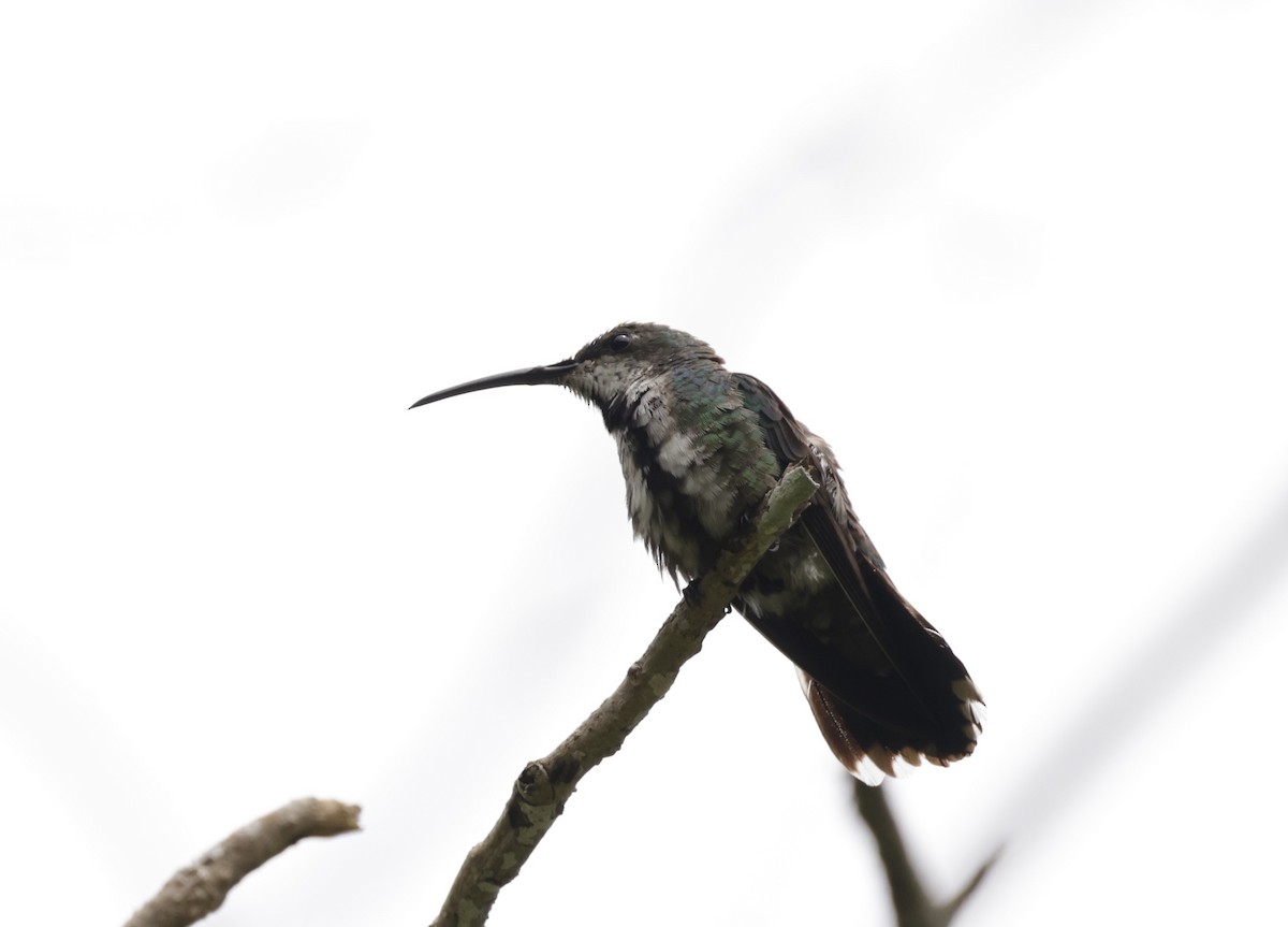 kolibřík lesklý - ML620288040