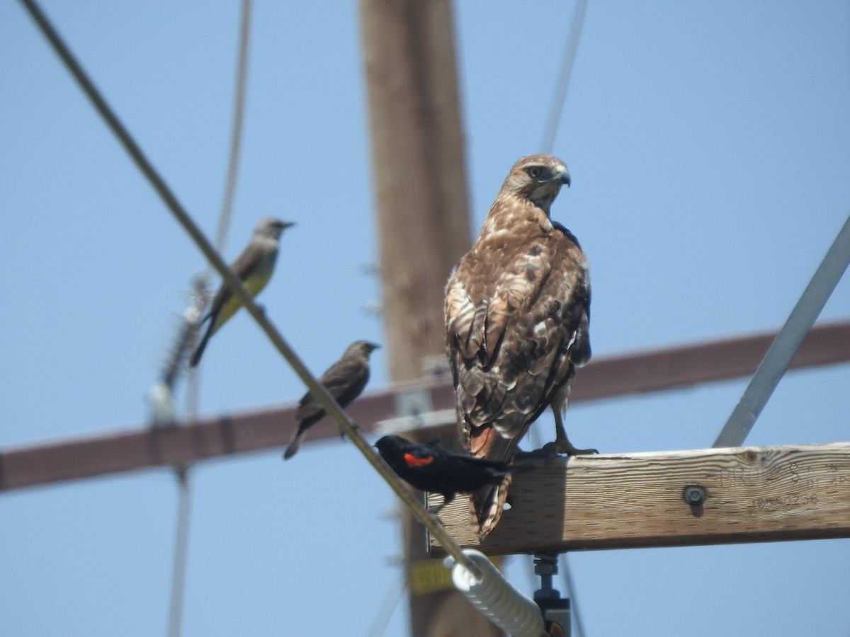 Red-tailed Hawk - ML620288041