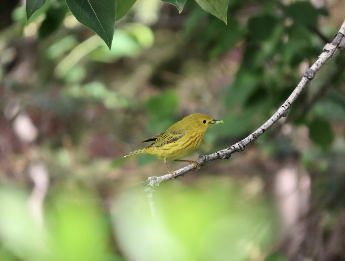 Yellow Warbler - ML620288042