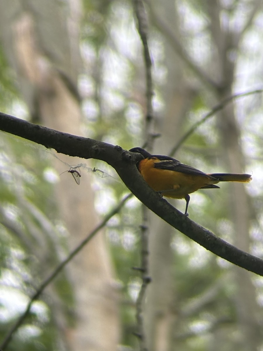 Baltimore Oriole - ML620288043