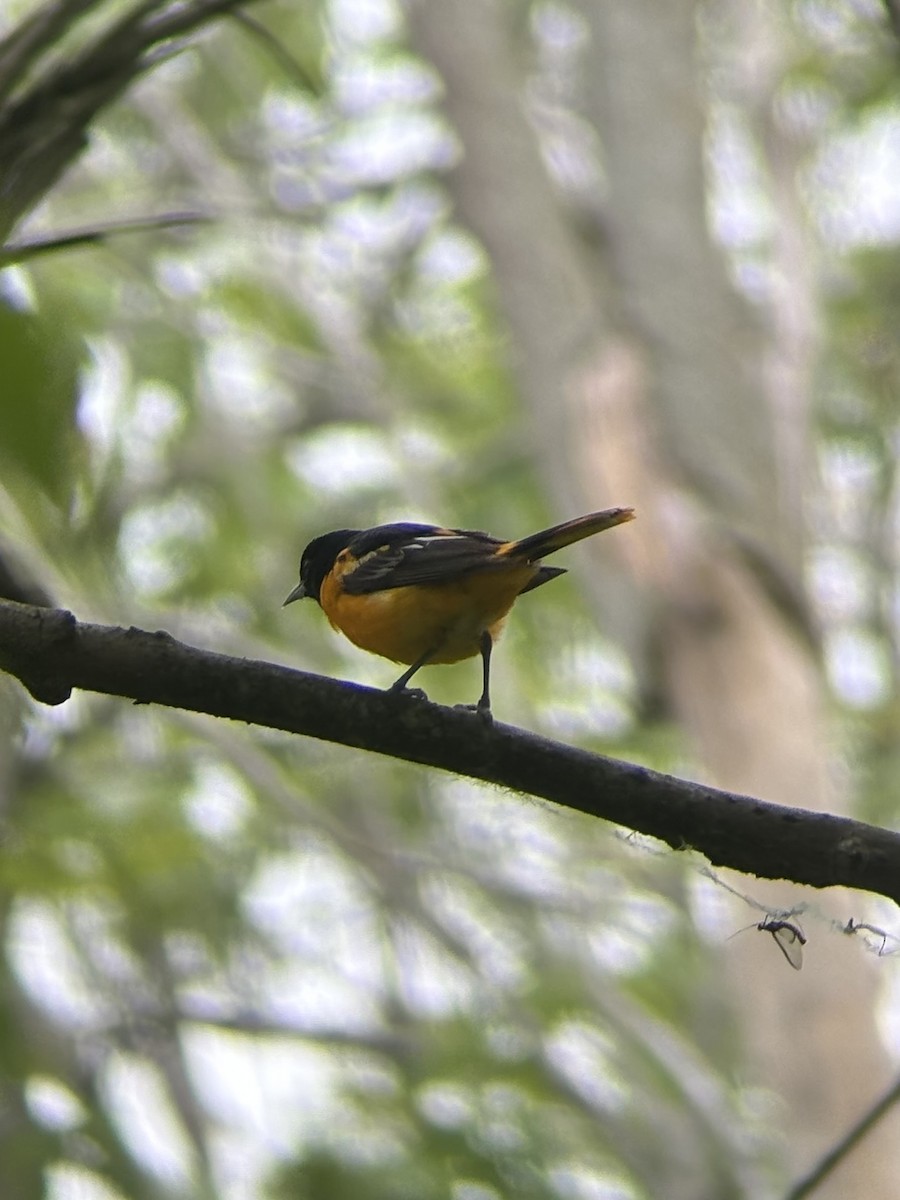 Baltimore Oriole - ML620288045