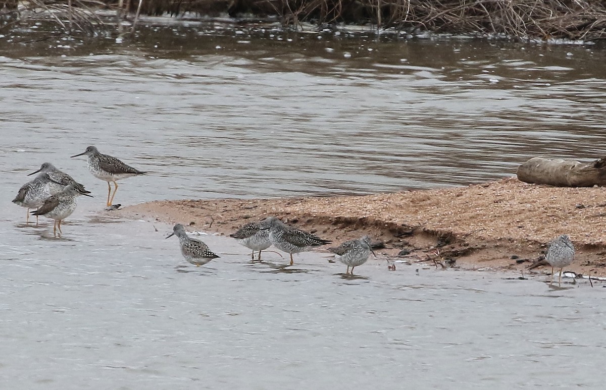 Greater Yellowlegs - ML620288046