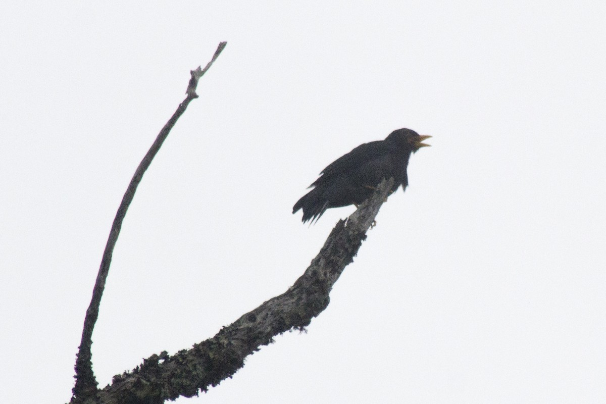 Yellow-legged Thrush - ML620288050