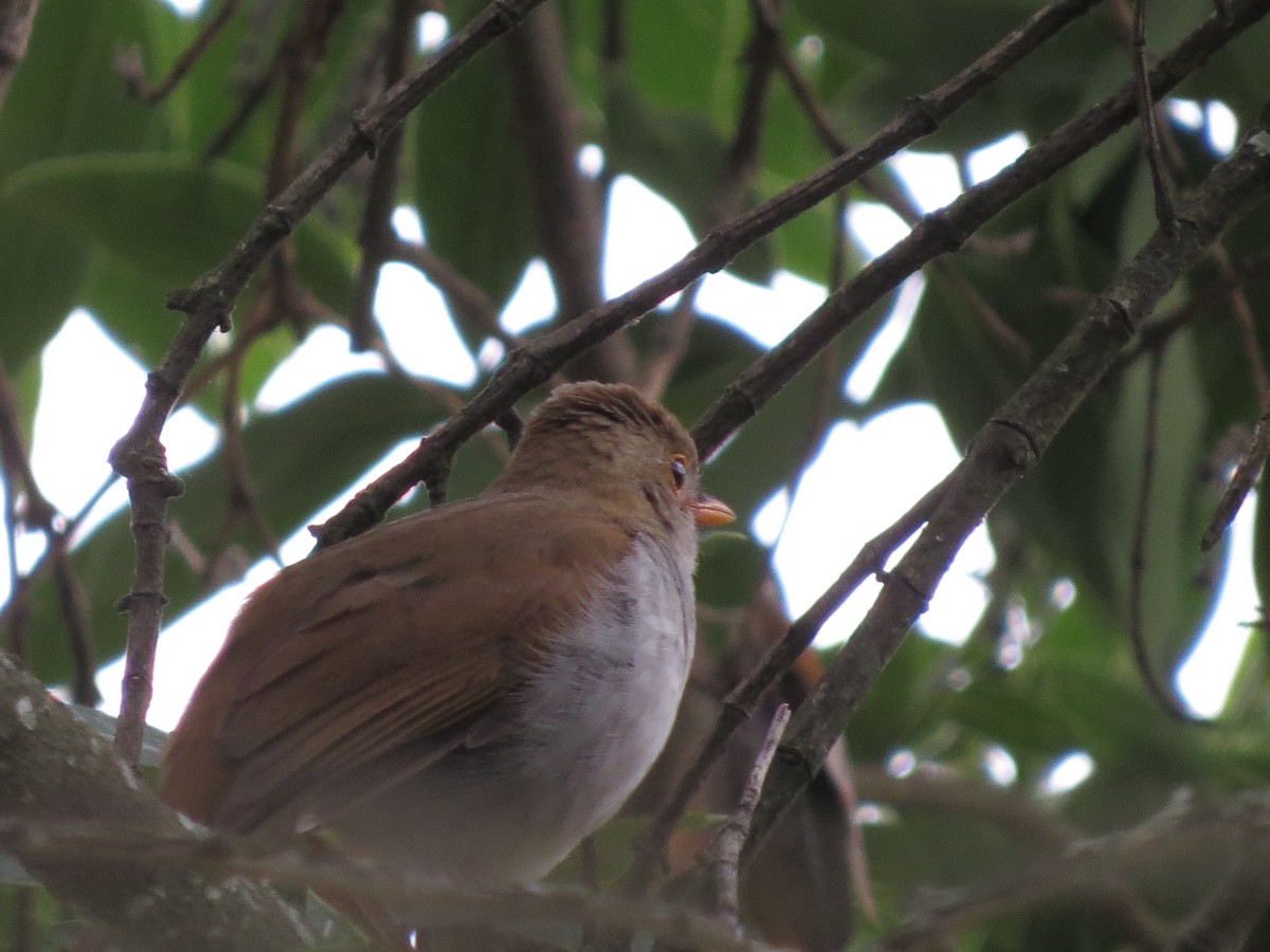 Orange-billed Nightingale-Thrush - ML620288053