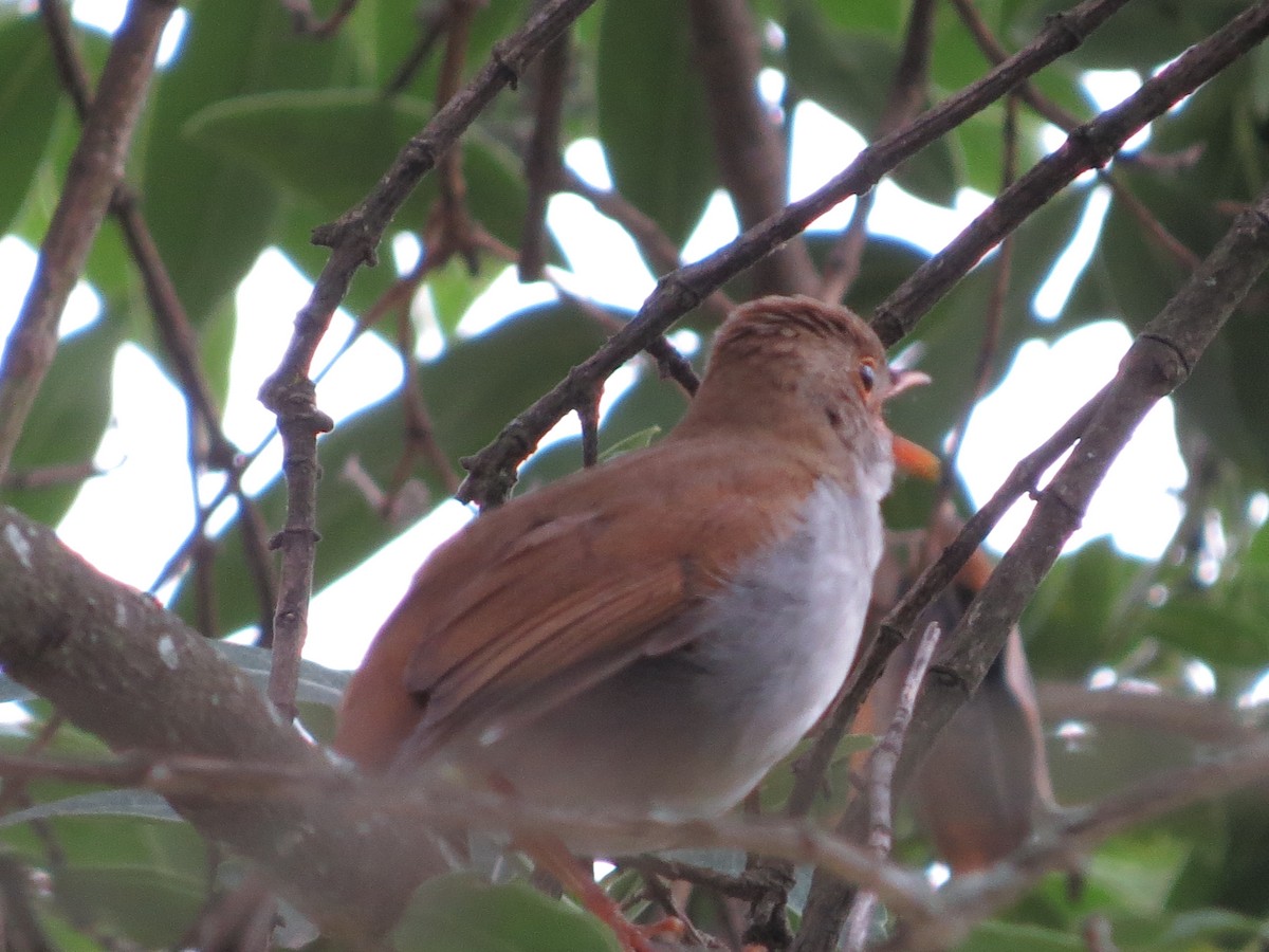 Orange-billed Nightingale-Thrush - ML620288054