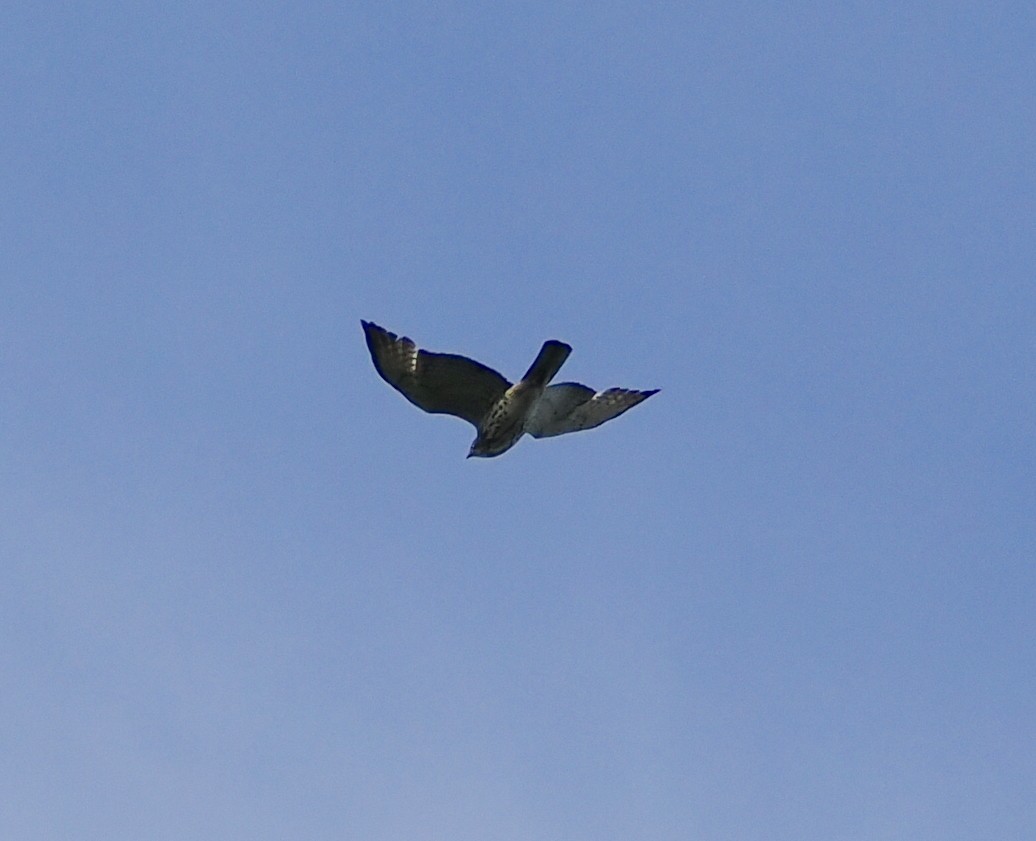 Broad-winged Hawk - ML620288056