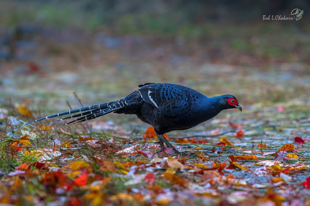 Mikado Pheasant - ML620288071