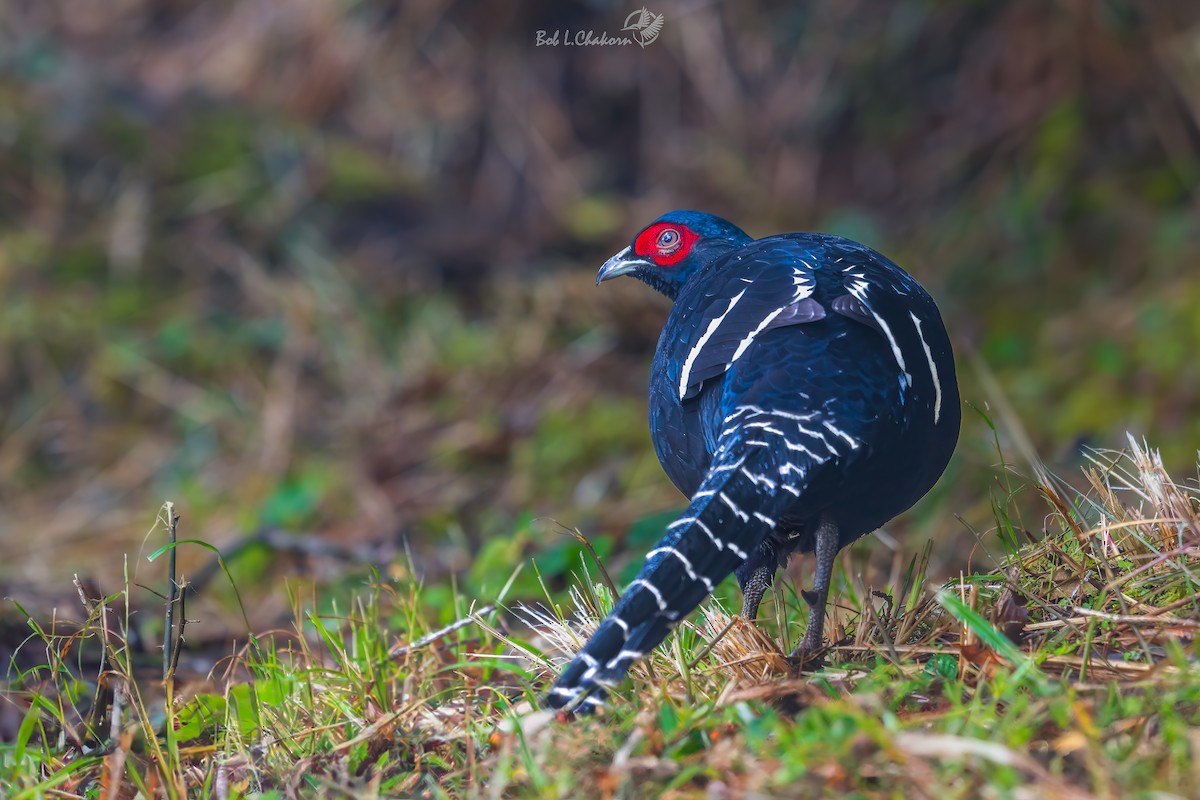 Mikado Pheasant - ML620288072