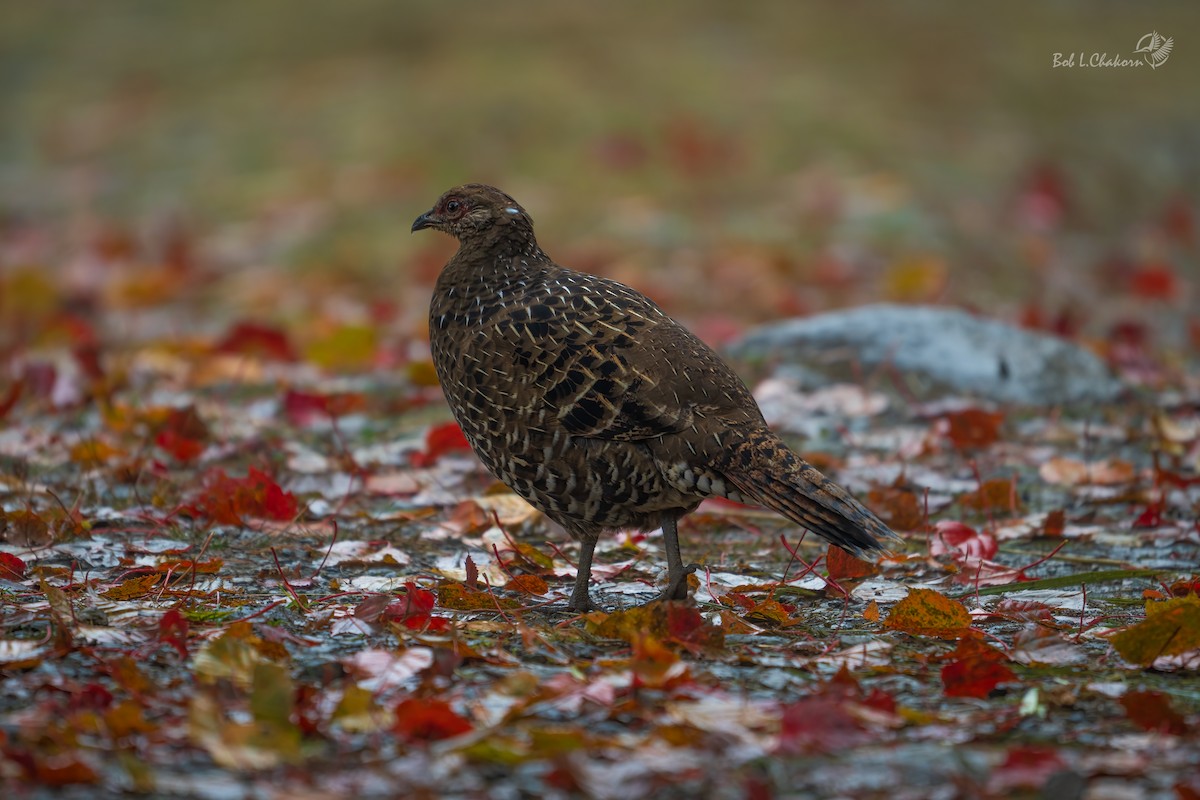 Mikado Pheasant - ML620288073